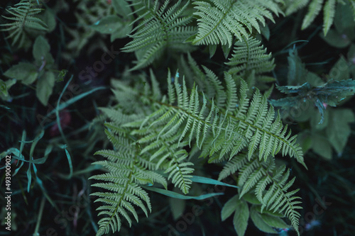 Young ferns in a gloomy forest  © Mariia