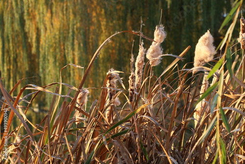 Autumn landscape. Reeds over the lake. Autumn morning over the river. Reeds on a background of autumn willows on the lake. Yellowed leaves