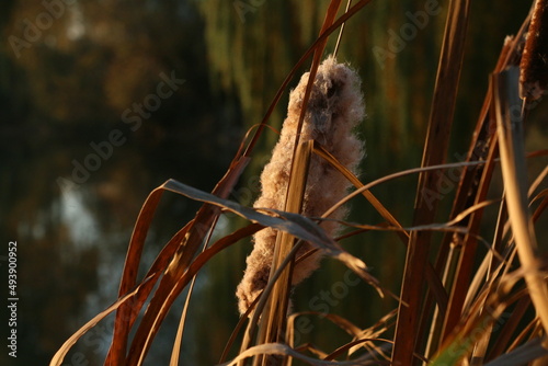 Autumn landscape. Reeds over the lake. Autumn morning over the river. Reeds on a background of autumn willows on the lake. Yellowed leaves