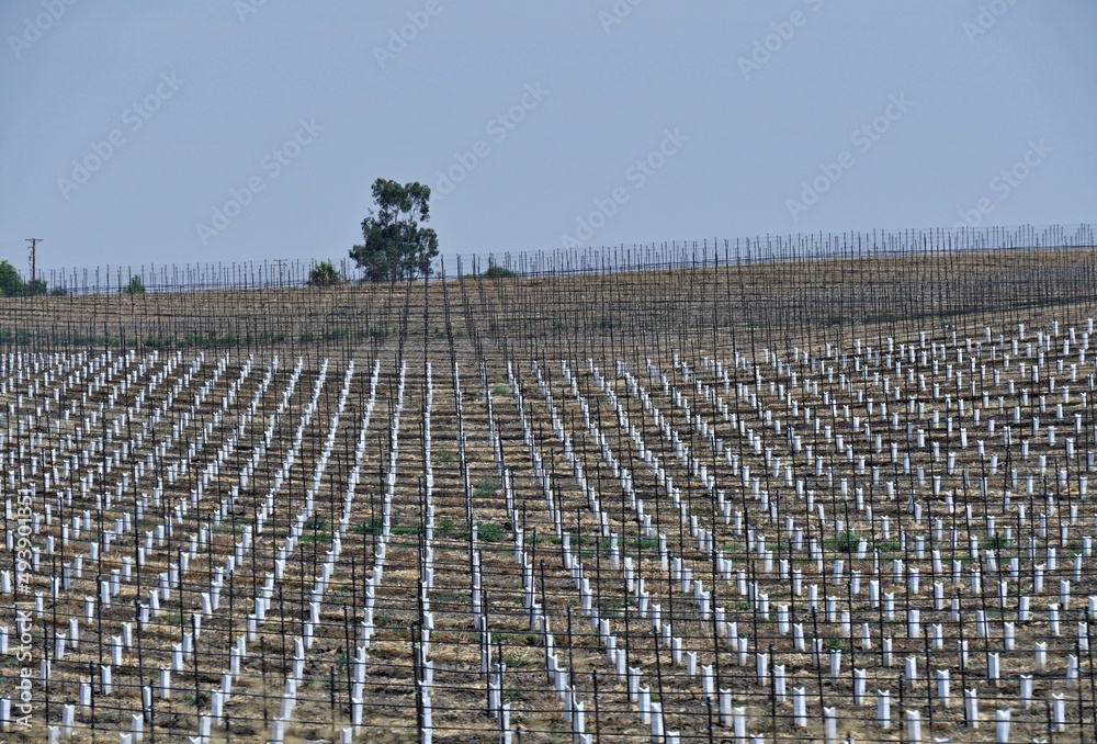 Obraz premium Medium wide shot of a newly planted vineyard along Highway 46, one of the numerous wineries in California.