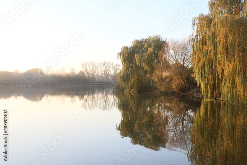 Sunrise over the lake. Autumn willow. Autumn landscape. The sun's rays break through the willow branches.