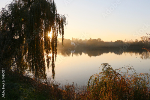 Sunrise over the lake. Autumn willow. Autumn landscape. The sun's rays break through the willow branches.