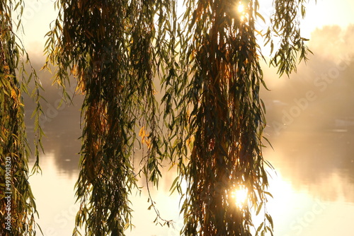Sunrise over the lake. Autumn willow. Autumn landscape. The sun's rays break through the willow branches.