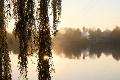 Sunrise over the lake. Autumn willow. Autumn landscape. The sun's rays break through the willow branches.