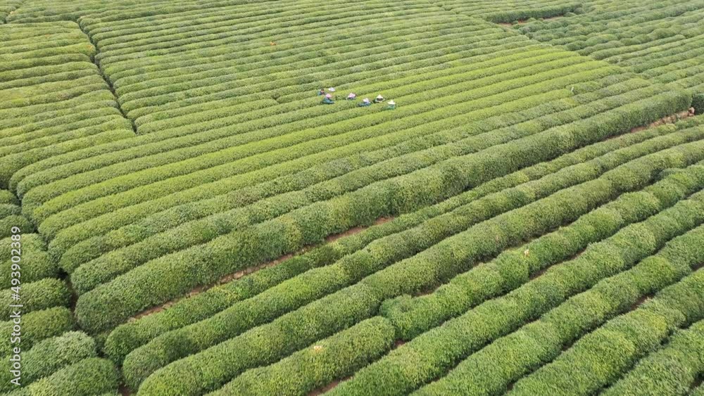 farmer working in tea plantation
