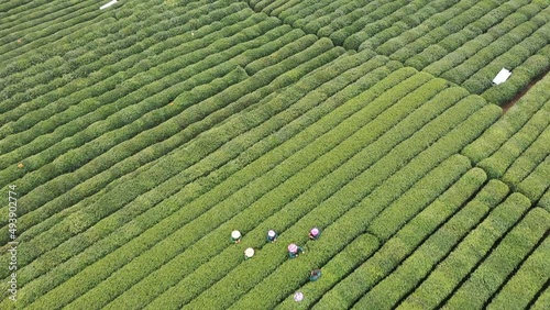 longjing tea plantation in hagnzhou china photo