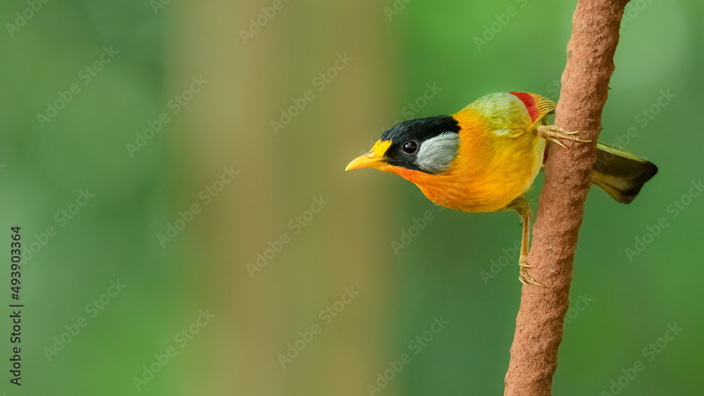 Naklejka premium Silver-eared Mesia perching on a perch