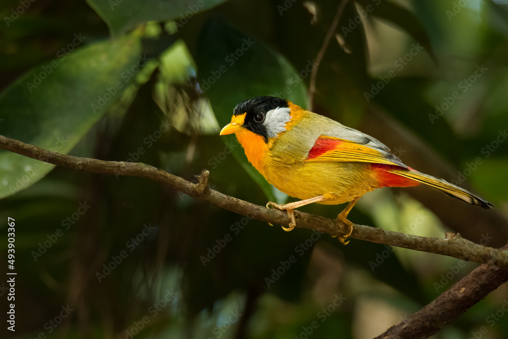 Fototapeta premium Silver-eared Mesia perching on a perch