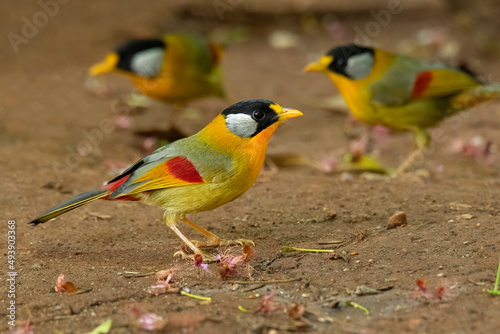 A group of three Silver-eared Mesia perching on the ground photo