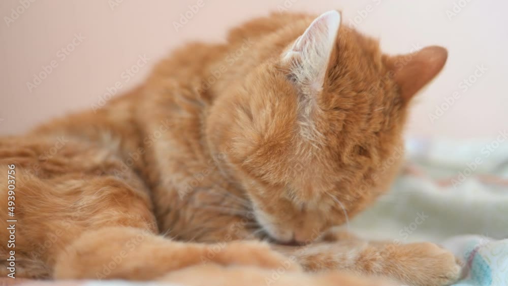 Red cat washing up. Selective focus. Red cat washing up. Selective focus.