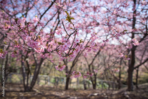 林で咲く河津桜2