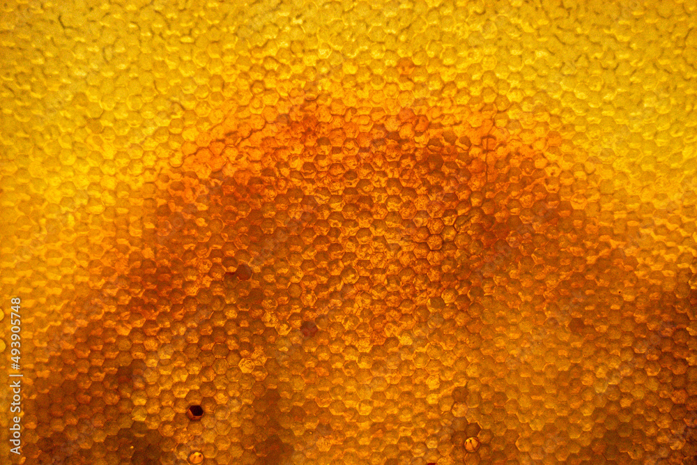 Honeycomb from bee hive filled with golden honey Honeycomb from bee hive filled with golden honey