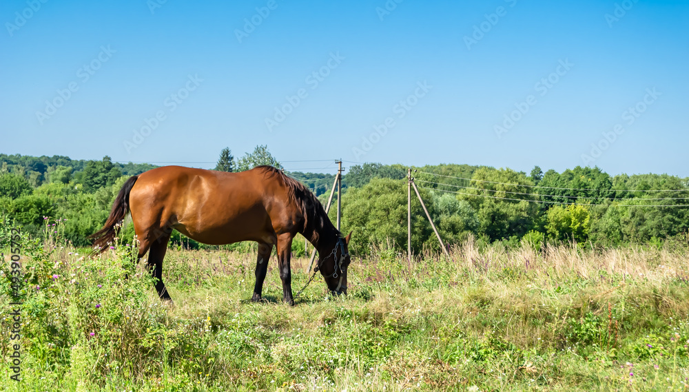 Beautiful wild brown horse stallion on summer flower meadow Beautiful wild brown horse stallion on summer flower meadow