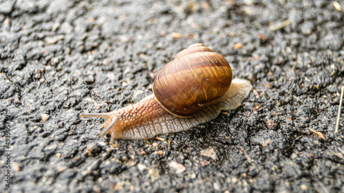 Big garden snail in shell crawling on wet road