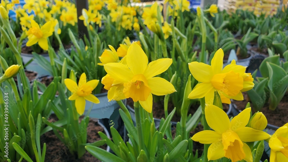 Obraz premium Medium wide shot of blooming yellow daffodil flowers in round pots