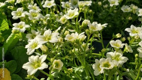 Εκτύπωση καμβά Wide shot of white and lime saxifrage flowers, cropped shot