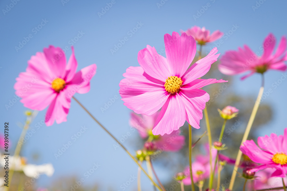 Beautiful wild flowers camomiles flowers in the field receiving natural Summer bright landscape Beautiful wild flowers camomiles flowers in the field receiving natural Summer bright landscape