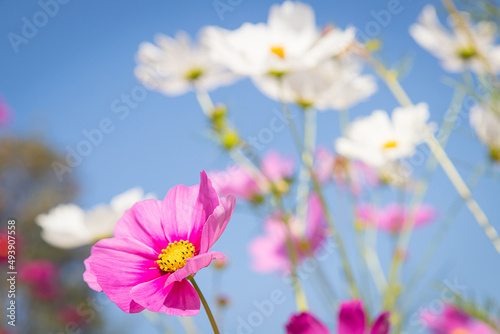 Beautiful wild flowers camomiles flowers in the field receiving natural Summer bright landscape