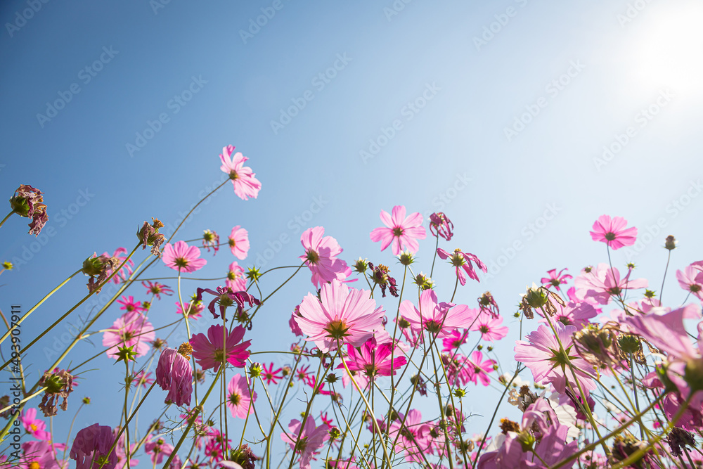 Beautiful wild flowers camomiles flowers in the field receiving natural Summer bright landscape Beautiful wild flowers camomiles flowers in the field receiving natural Summer bright landscape