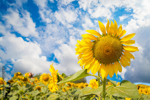 Sunflowers field landscape close-up on a background of blue sky