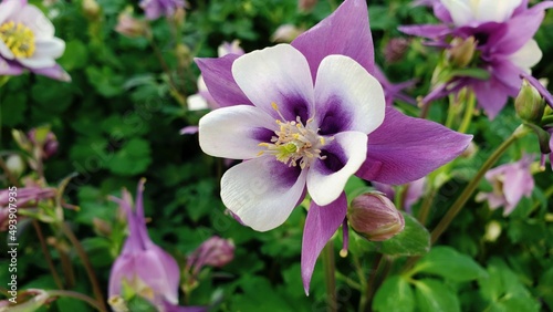 Medium close up of a lavender columbine flower