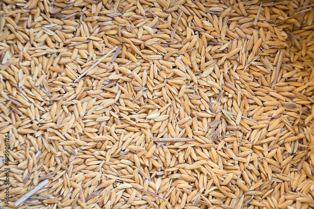 Top view of paddy rice and rice seeds texture Top view of paddy rice and rice seeds texture