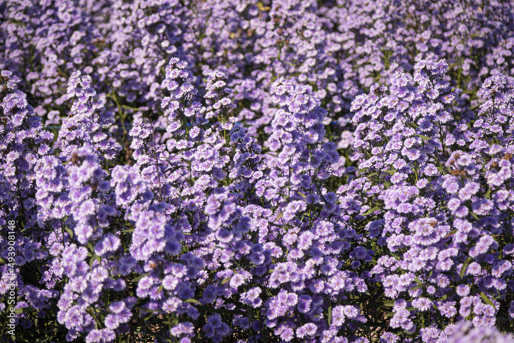 Purple margaret flowers (Michaelmas Daisy) are blooming beautifully