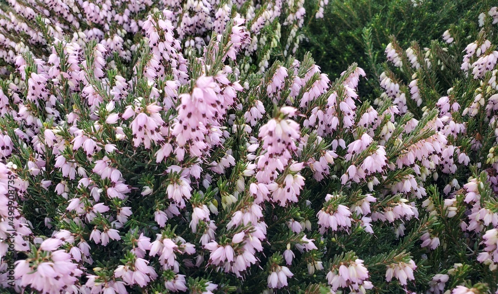 Clusters of Mediterranean pink heather flowers