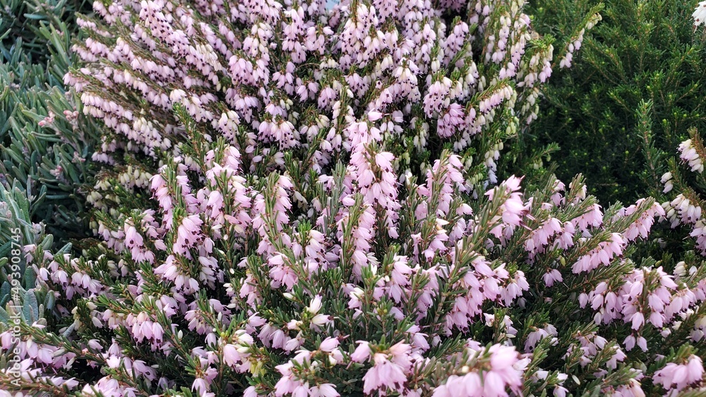 Wide shot of clusters of Mediterranean pink heather flowers