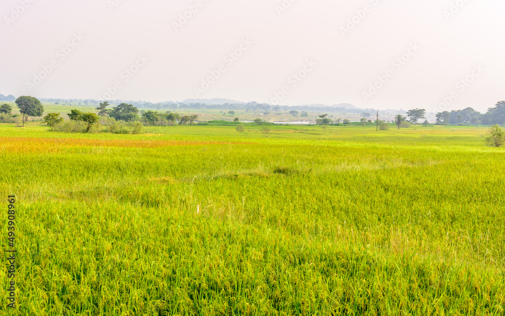 landscape of agricultural paddy (rice) farm fields in the rural parts of India
