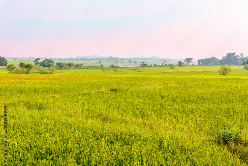 landscape of agricultural paddy (rice) farm fields in the rural parts of India