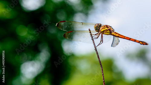 Macro picture of dragonfly, Dragonfly in the nature habitat. © Sumit