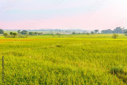 landscape of agricultural paddy  rice  farm fields in the rural parts of India
