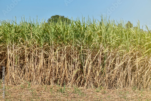 Sugarcane fields planted by villagers for agriculture
