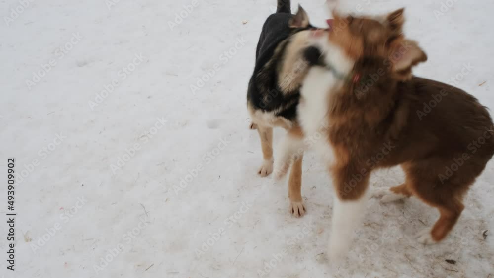 Black and tan Alaskan husky puppy plays with chocolate colored Australian shepherd dog without tail. Other dogs running around. Two puppies fighting in snow and having fun together biting each other. Black and tan Alaskan husky puppy plays with chocolate colored Australian shepherd dog without tail. Other dogs running around. Two puppies fighting in snow and having fun together biting each other.