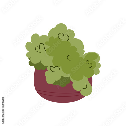 Garden plant growing in outdoor large ceramic pot. Green bushy plant with lush foliage. Flowerbed with greenery isoloated on white background. Color flat vector illustration