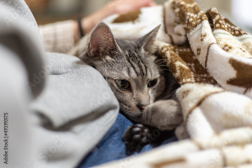 毛布の中でくつろぐ猫 サバトラ猫
