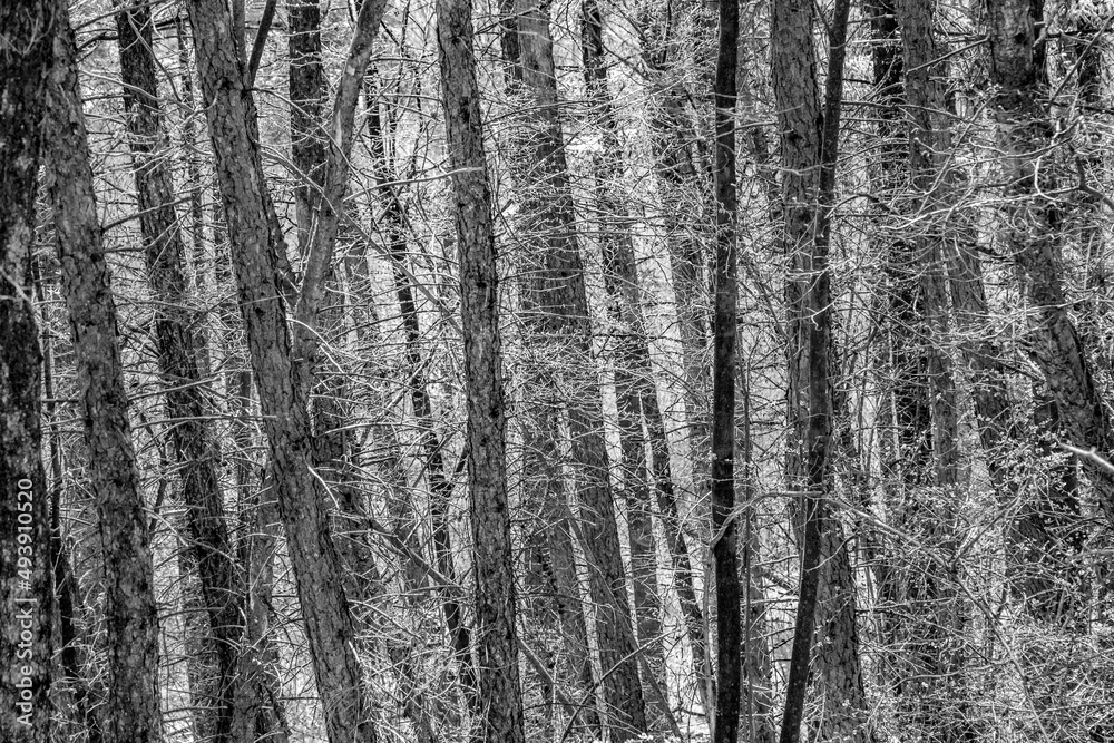 Obraz premium beautiful trees in the forest