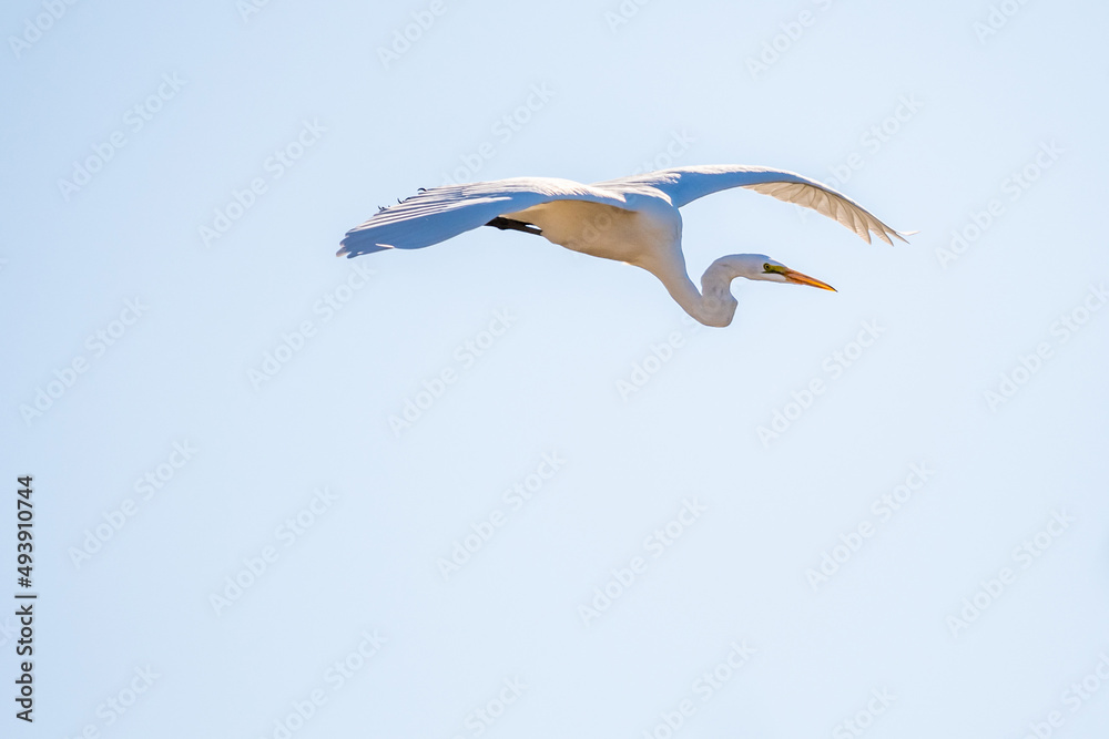 Obraz premium A Great White Egret in Tucson, Arizona