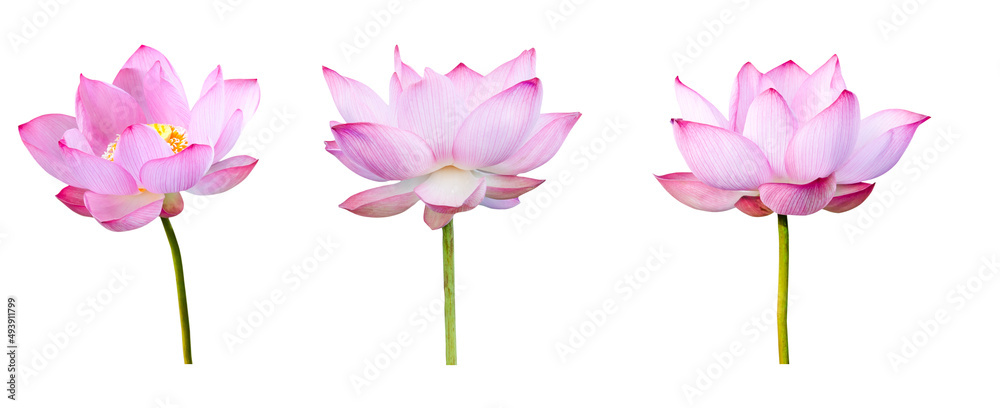 Obraz premium Lotus flower collections isolated on white background. File contains with clipping path.