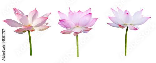 Lotus flower collections isolated on white background. File contains with clipping path.