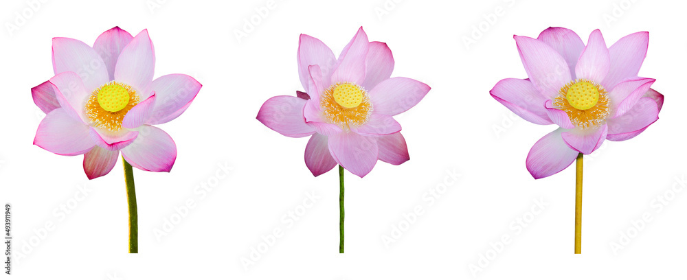 Obraz premium Lotus flower collections isolated on white background. File contains with clipping path.