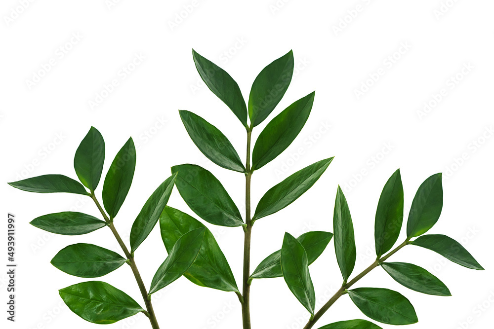 Zamiokulkas twigs isolated on a white background. The concept of minimalism. Copy space Zamiokulkas twigs isolated on a white background. The concept of minimalism. Copy space