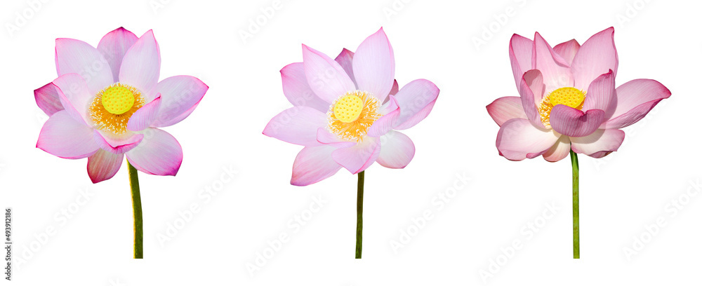Naklejka premium Lotus flower collections isolated on white background. File contains with clipping path.