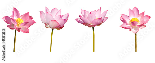 Lotus flower collections isolated on white background. File contains with clipping path.
