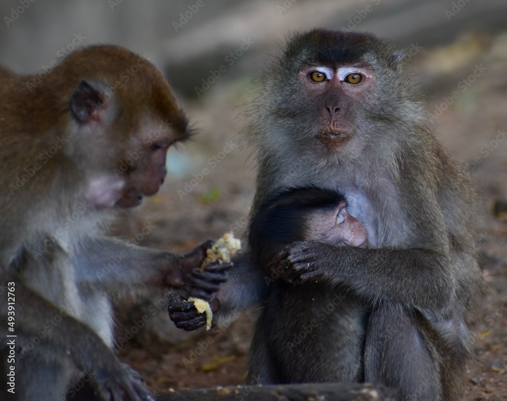 Mother macaque monkey nursing her baby and looking at the camera Mother macaque monkey nursing her baby and looking at the camera