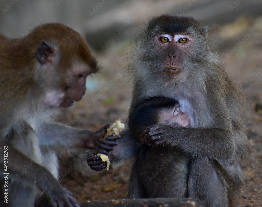 Mother macaque monkey nursing her baby and looking at the camera