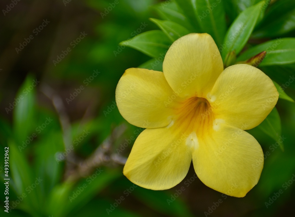 Close up of a bright yellow allamanda flower