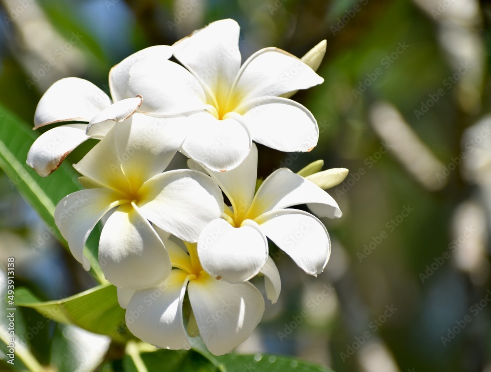 Fototapeta premium Bunch of vibrant white and yellow frangipani flowers in a tropical garden