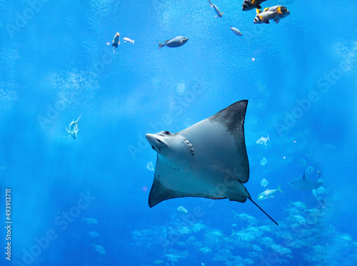 Ray or flatfish underwater